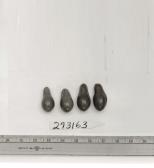 Click for 1 image(s) for this accession. FRUIT